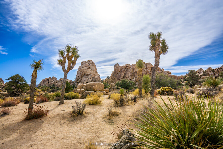 Joshua Trees and desert vegetation with boulders on a sunny day