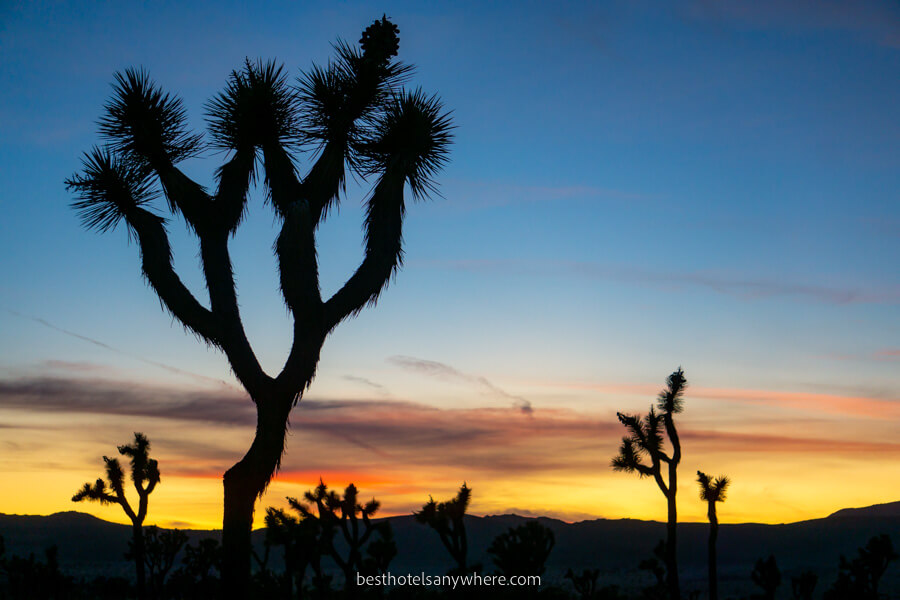 Joshua Trees silhouetting against the twilight sky at sunset