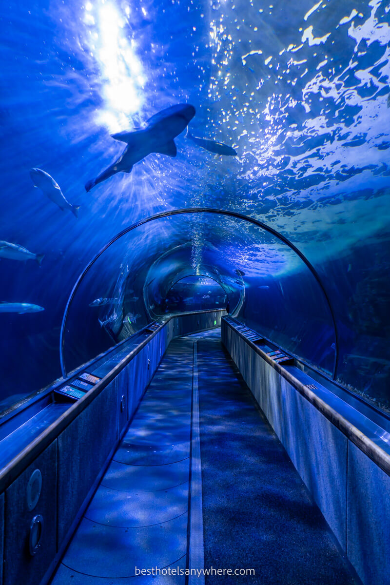 Aquarium of the Bay in SF tunnel leading through water with marine life and sharks
