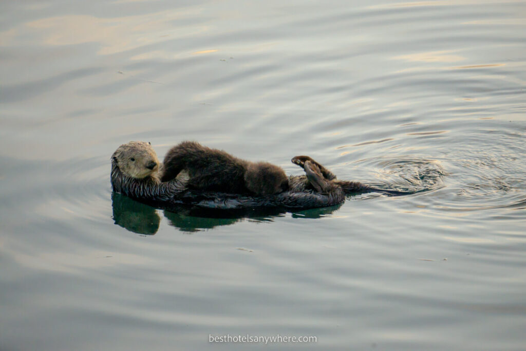 Otter floating on its back in a marina