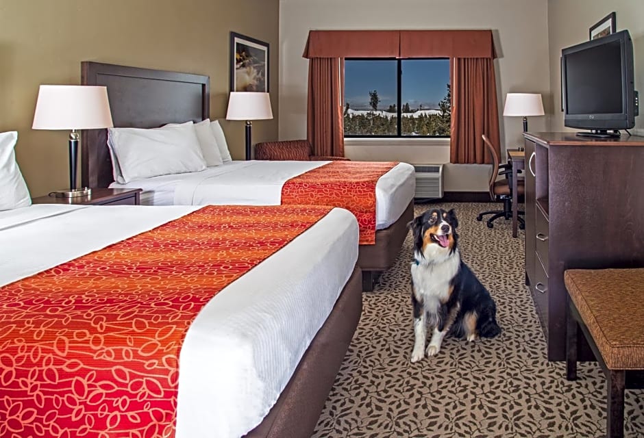 Two double beds on a checkered carpet with dog sat in the middle inside a guest bedroom