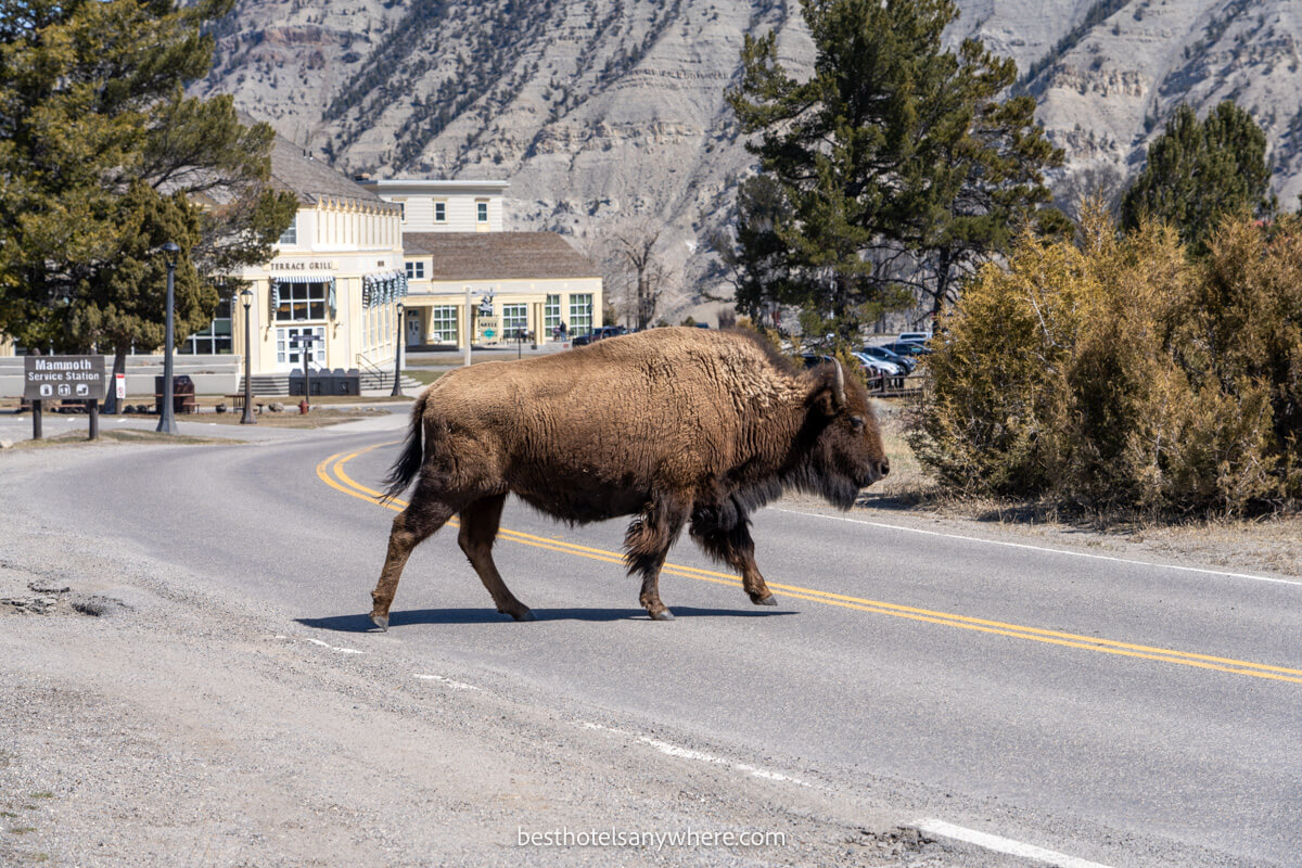 Huge bison walking across the middle of a road in Yellowstone