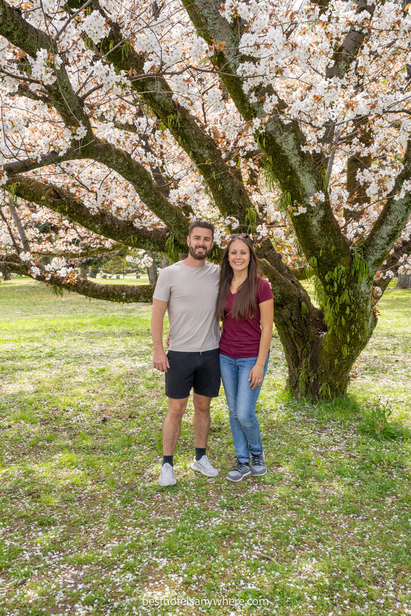 Couple standing together in front of a tree with cherry blossoms in Kyoto Japan