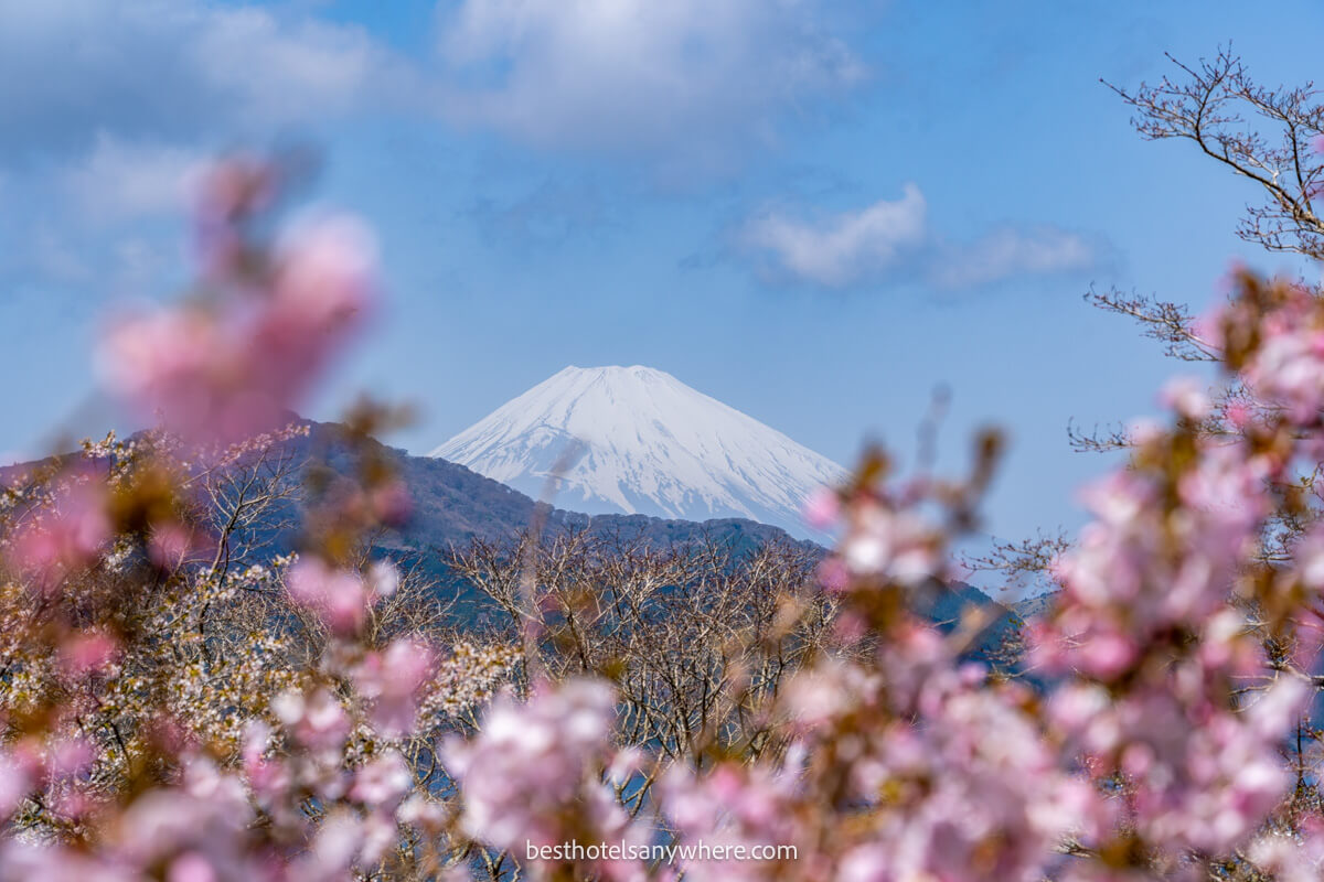 Mt Fuji in the distance through nearby cherry blossoms